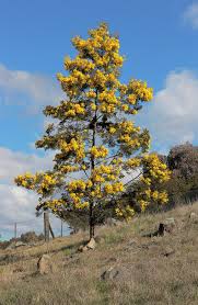 Image result for Acacia grandicornuta