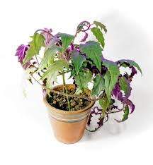 Image result for Gynura