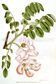 Image result for Robinia