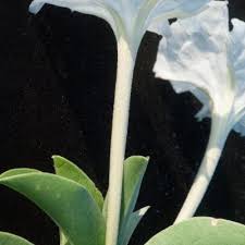 Image result for Ipomoea adenioides