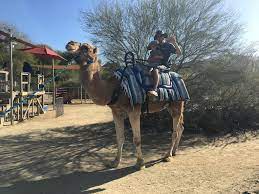 Our charismatic camels are ready for camel rides in the great outdoors! Palm Springs Ca Wacky Wanderers