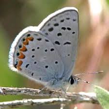 Image result for Smithia erubescens