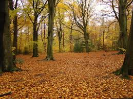 Clearing In The Woods Scenes Google Search Ecclesall Woods Sheffield Country Roads