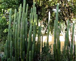 San pedro likes a well drained potting mix (just a normal plant mix, it doesn't have to be a cacti blend) and a full sun position. Cactus San Pedro Ecured