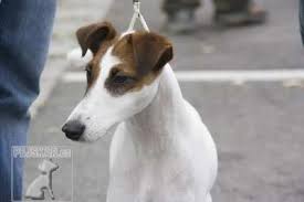 Image result for foxteriér hladkosrstý