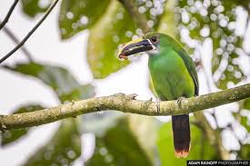 White Throated Toucanet Alcazares Manizales Colombia Aulacorhynchus Albivitta Ecoparque Los Alcazares Manizales Colombia 2018 Colombia Animals Instagram