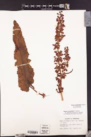 Image result for Rumex lanceolatus