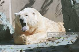 A polar bear yawns at the Stone Zoo in Stoneham, Mass. News Photo - Getty  Images