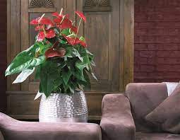 Large Pot Sizes In Your Room Stand Out C Anthura Anthurium Dakota Red