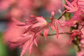 The maple syrup for our pancakes. Acer Palmatum Wilson S Pink Dwarf Japanese Maple