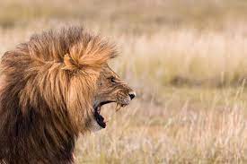 How To Resist Satan The Roaring Lion Male Lion Roaring Lion Deadly Animals