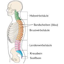 Sie kann auf mechanischem weg (durch kompression des nerven) oder durch die weiterleitung der entzündung des bandscheibengewebes entstehen. Bandscheibenprotrusion Das Hilft Dir Bei Einer Vorwolbung Der Bandscheiben Liebscher Bracht