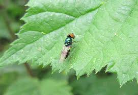 Image result for Gnidia microcephala