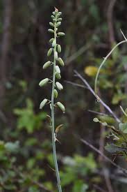 Image result for Albuca abyssinica