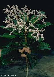 Image result for Myrsinaceae