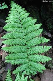 Image result for Dewildemania filifolia