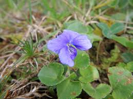 Image result for Viola eminii