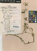 Image result for Pandiaka