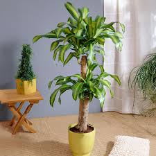 Image result for dracaena
