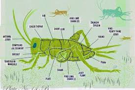 The Benefits Of Eating Insects Wsj