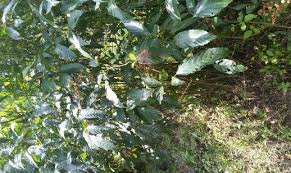 Image result for Leea guineensis
