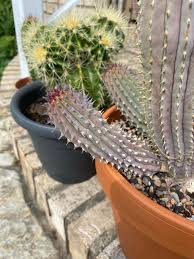 Image result for Hoodia