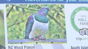 Neuseeland liegt in ozeanien und australien. Neusseland Tiere In Der Natur Travel The Weather