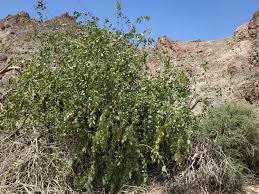 Image result for Salvadora persica