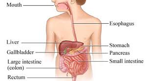 Image result for major digestive organs