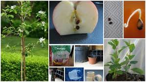 Maybe you would like to learn more about one of these? How To Grow Apple Tree From Seeds Tutorial