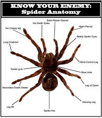 Spider Anatomy Explained The Mary Sue