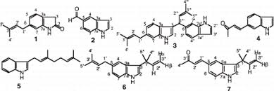 Image result for isolona