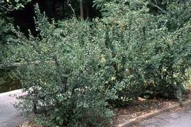 Image result for Cotoneaster