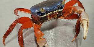 Image result for Carpodiptera africana