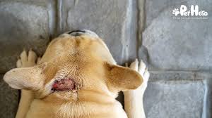 Image result for hotspot dogs