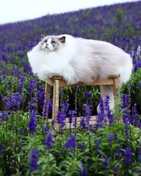 Cats In The Lavender Field Wit Fluffy Animals Funny Animals Fluffy Cat