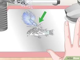 He is a crown tail betta and has been with me for 3 months! 3 Ways To Care For A Crowntail Betta Fish Wikihow
