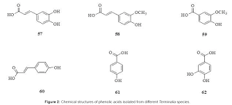 Image result for Terminalia brachystemma