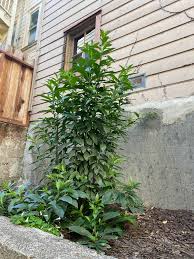 Image result for Cestrum nocturnum