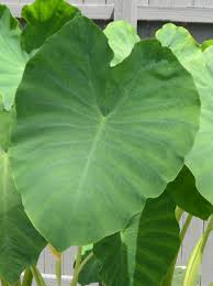 We did not find results for: Shop Mammoth Elephant Ear Roots Colocasia Esculenta Shipping Included Strongly Deer Resistant And Repellent And Other Seeds At Harvesting History
