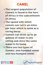 Camels' humps consist of stored fat, which they can metabolize when food and water is scarce. 10 Lines On Camel For Students And Children In English A Plus Topper