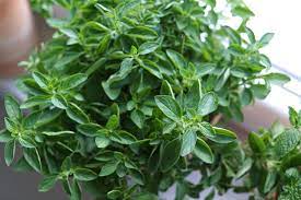 The plant needs regular irrigation but cannot survive consistently wet roots, which makes drainage especially important. Oregano Planting Growing And Harvesting Oregano Plants The Old Farmer S Almanac