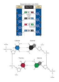 Complimentary base pairing means that a larger purine always binds to a smaller pyramidine, keeping a constant distance. Base Pair