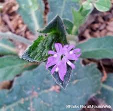 Image result for Elephantopus scaber