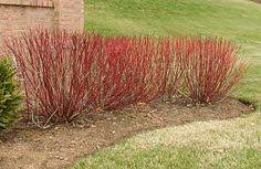 Maybe you would like to learn more about one of these? 30 Best Red Dogwood Ideas Dogwood Red Dogwood Red Twig Dogwood