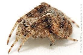 Image result for Centema subfusca