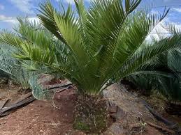 Image result for Encephalartos lebomboensis