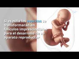 Semana 30 De Embarazo Youtube