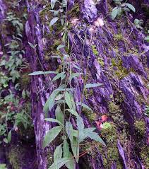 Image result for Eriosema robinsonii