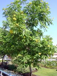 Image result for Markhamia lutea